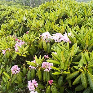  シャクナゲ（8合目付近）