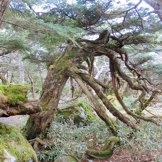 コメツガ（山頂付近）