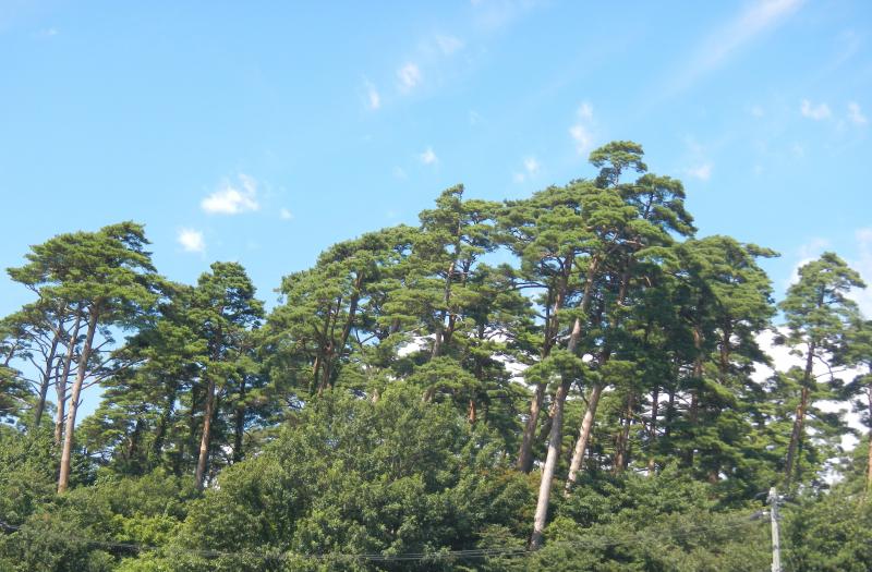 松森山御堂松（アカマツ保護林）