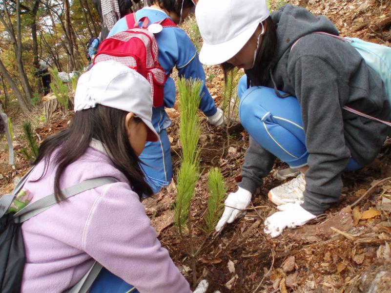 小学生のよる赤松植栽