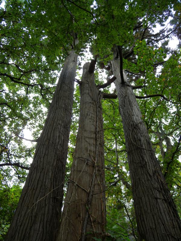 今別八幡宮自然観察教育林巨木