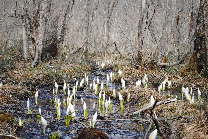 水芭蕉