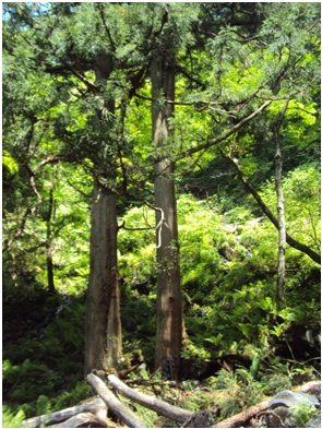 大滝周辺の杉