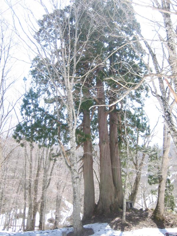 三本杉