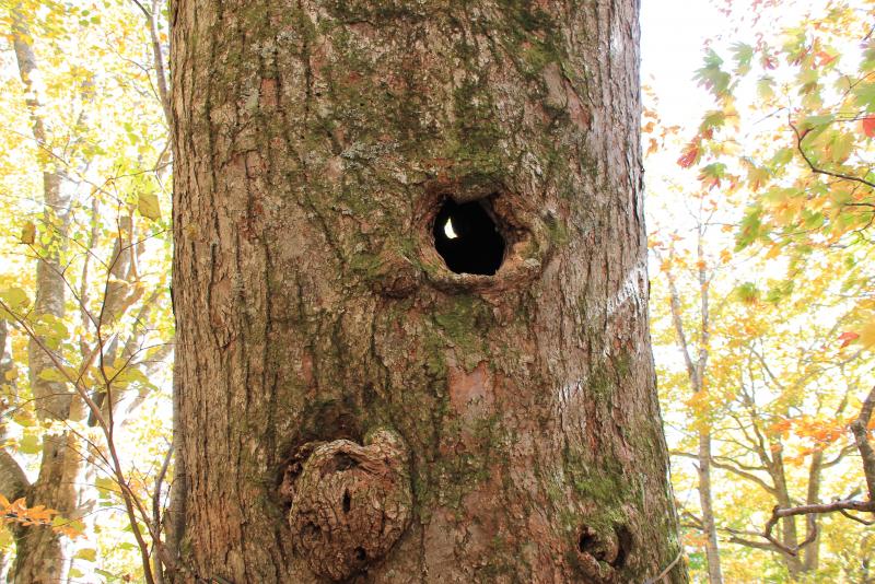 シナノキ大樹の樹洞