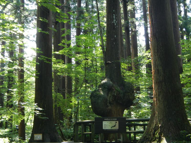 天然秋田杉林の中に佇むコブ杉