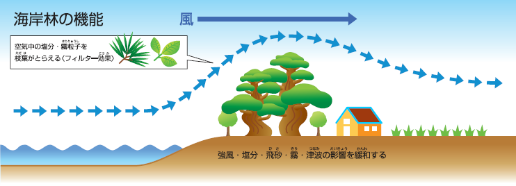 海岸林の機能