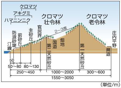 海岸林の構造