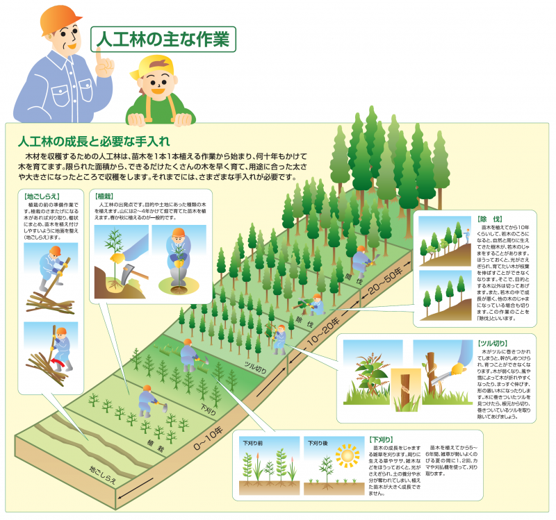 経常間伐 | 森林 間伐 方法 – MIZQL