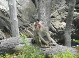 野生サル