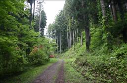 モミの山1
