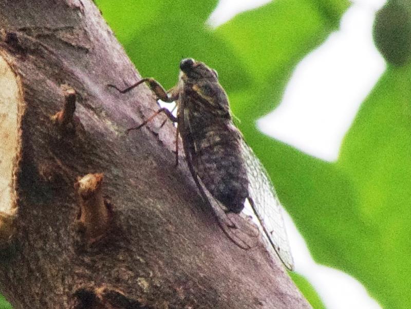 ツクツクホウシ
