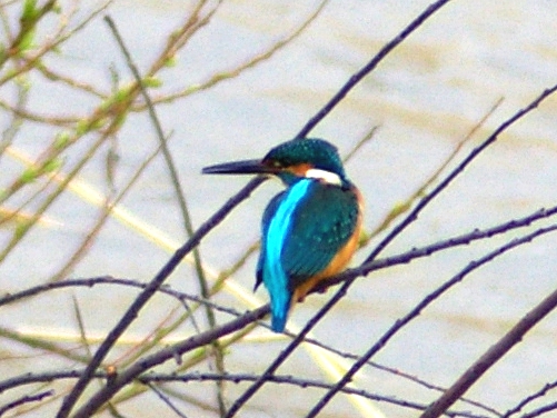 カワセミ