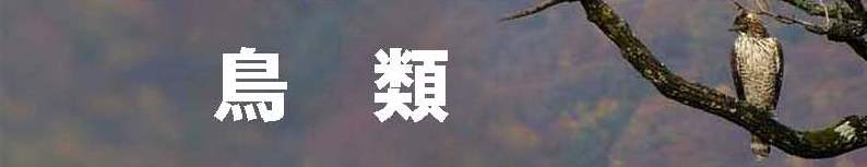 鳥類