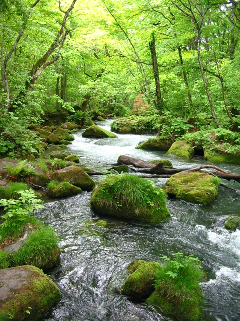 十和田湖から注ぐ奥入瀬渓流