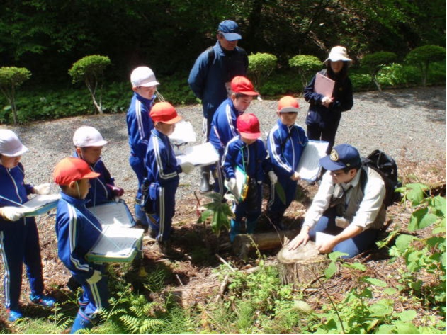 年輪は、なぜ出来るのでしょう