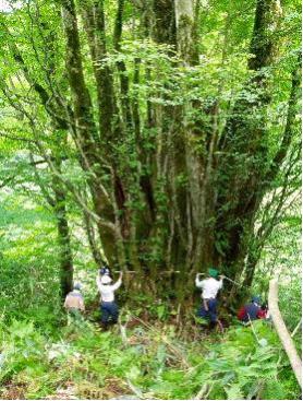 権現山の大カツラ