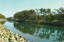 かつての海岸林と貞山堀（仙台市）