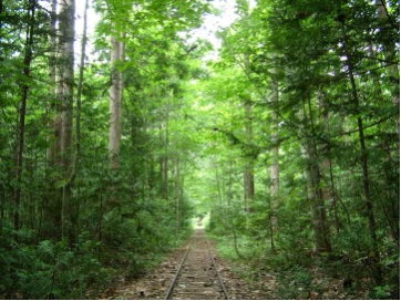 実験林内に残されている森　林鉄道跡