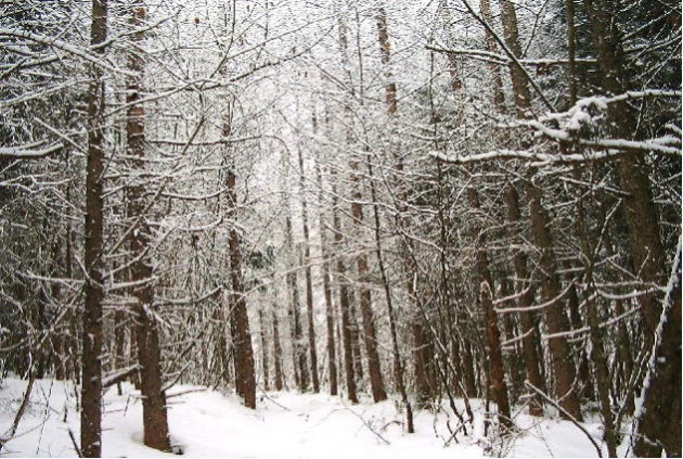 冬のカラマツ林
