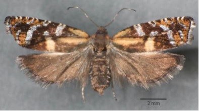 トウヒツヅリヒメハマキの成虫
