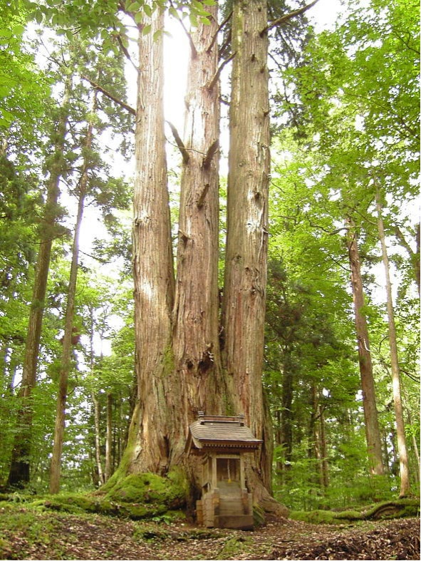 「法内の八本杉」東由利