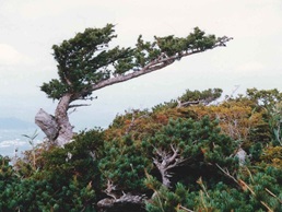 北限の天然カラマツ　馬の神岳（蔵王山）