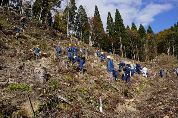 コンテナ苗の現地検討会