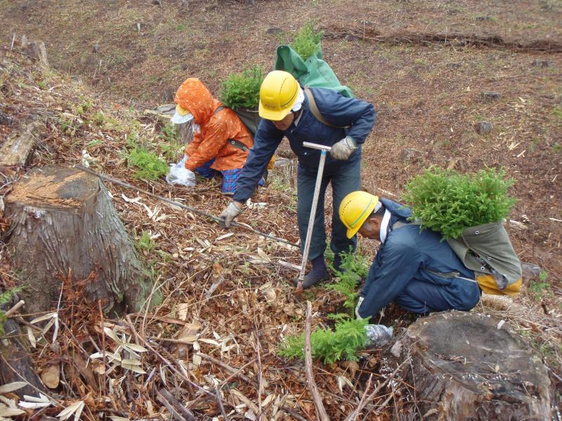 コンテナ苗植栽の様子