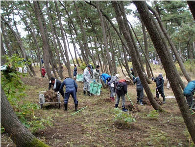 ボランティアによる松林再生