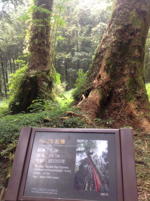 タイワンベニヒノキ