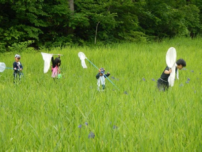 大井沢湿原での昆虫採取