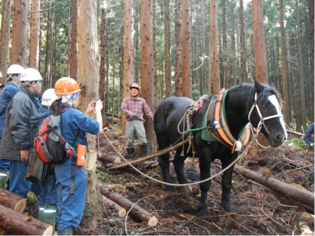 人材育成の一環としての馬搬見学