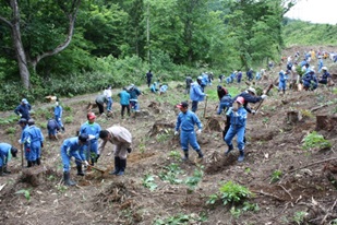 伐採跡地への植林