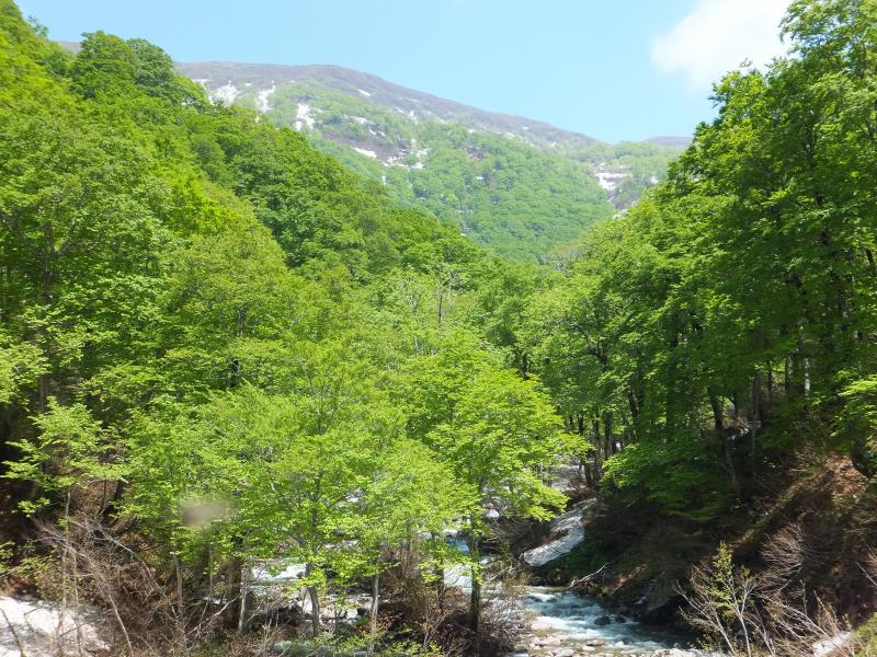 朝日山地のブナ林（水源かん養保安林）