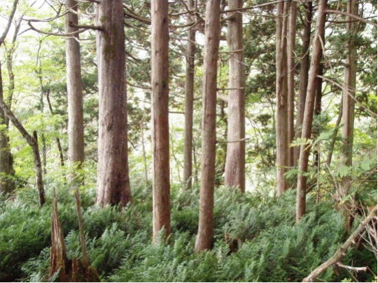 五葉山植物群落保護林内のヒバ林