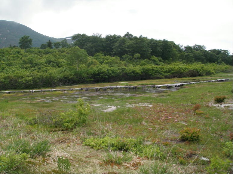 イワカガミ湿原