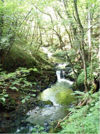 小牧沢の清流