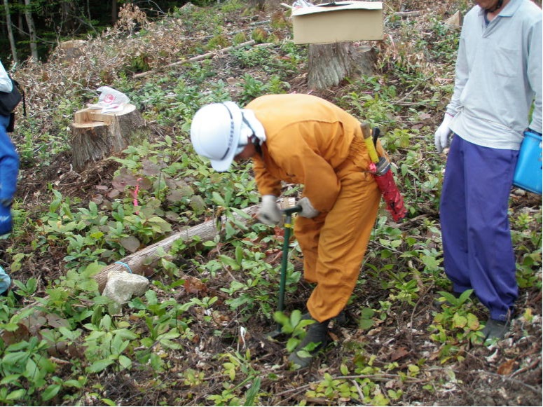 コンテナ苗植付作業