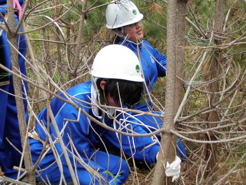 高校生によるクロマツ林の手入れ