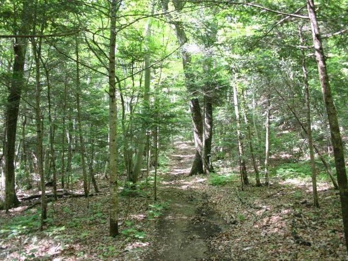 モミの山（鈎取地区）