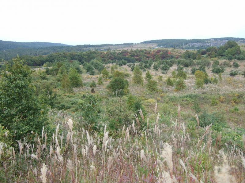 植樹後の森林化の様子