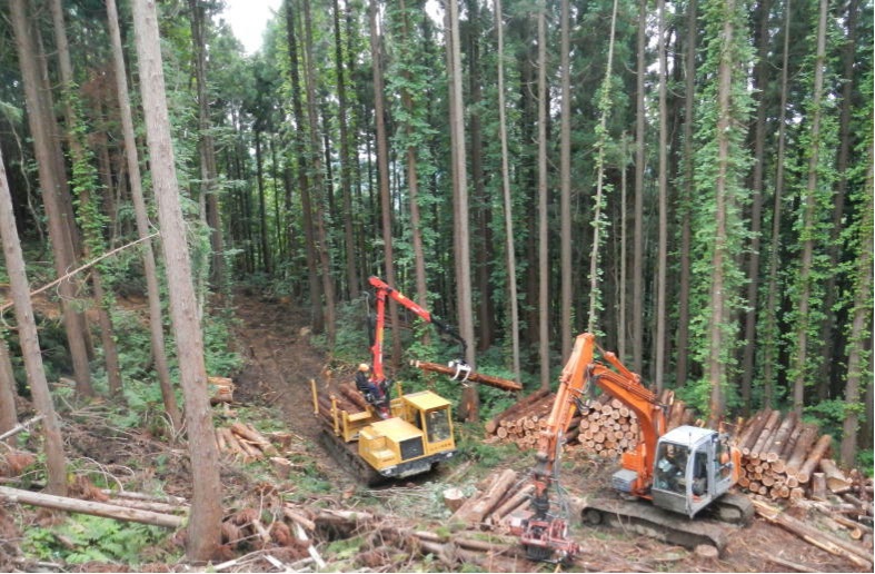 スギ人工林の間伐作業