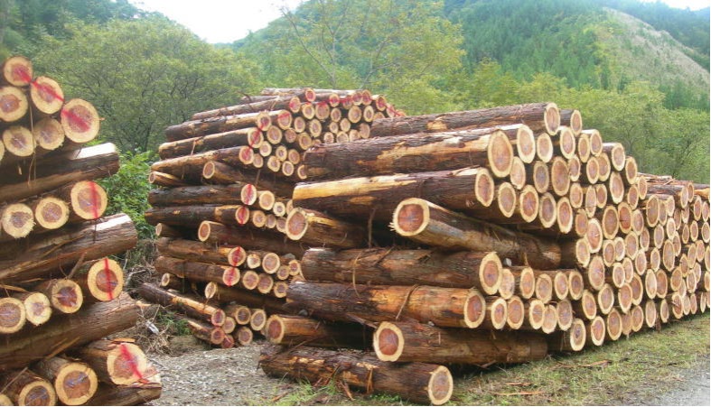 スギ人工林の間伐材