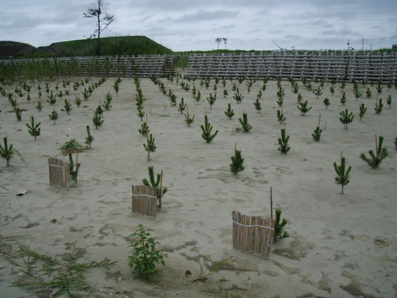 植栽済箇所（仙台市荒浜）