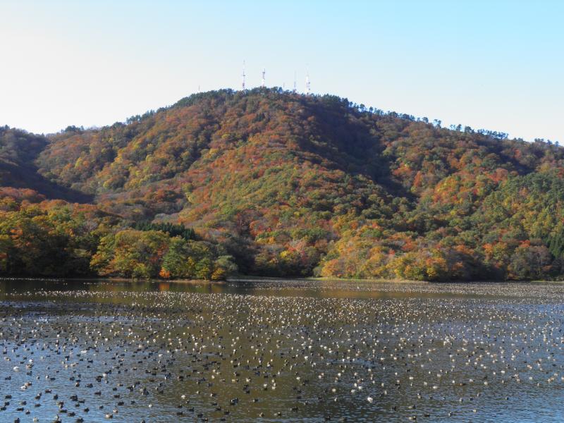紅葉の高館山と水鳥浮かぶ下池