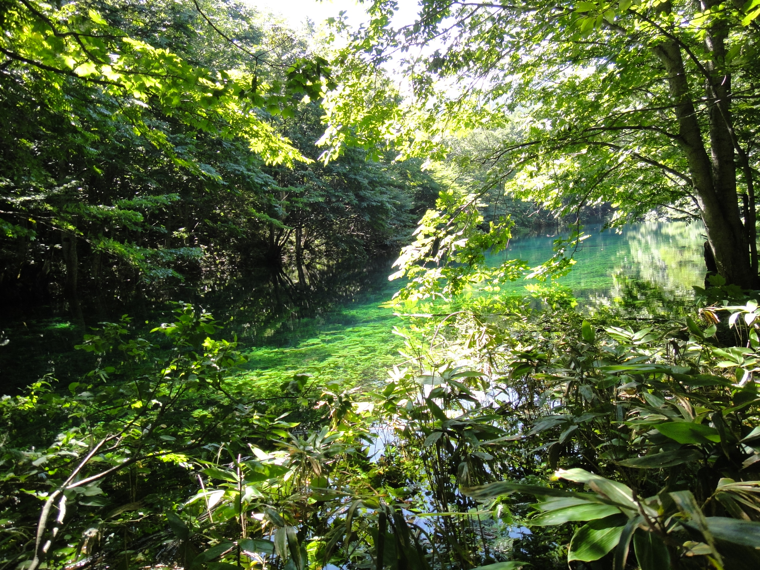 ハナス沼（9月頃）