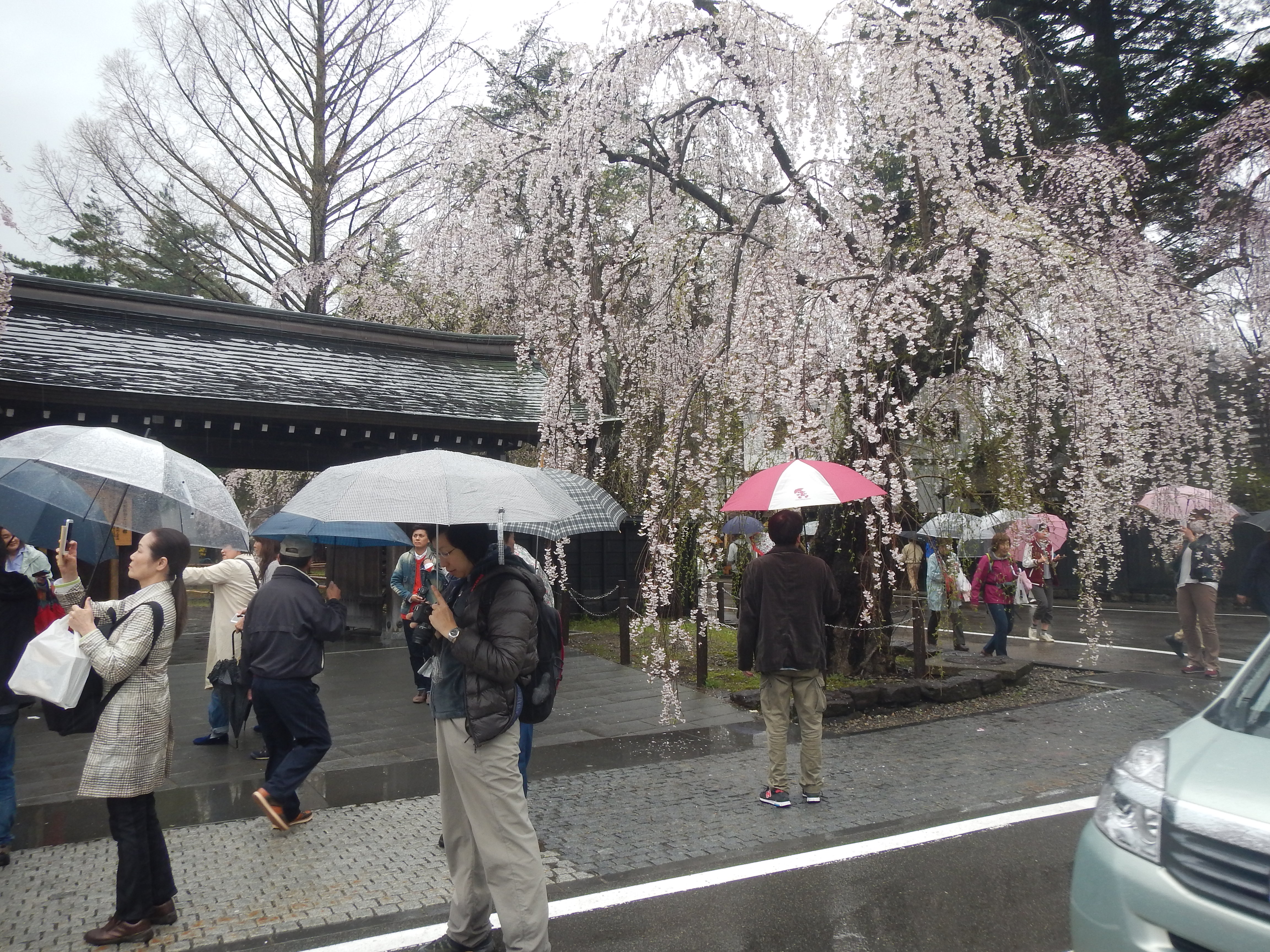 武家屋敷通りのしだれ桜