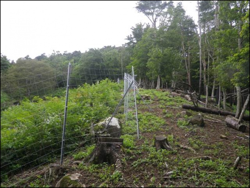 防鹿柵の効果