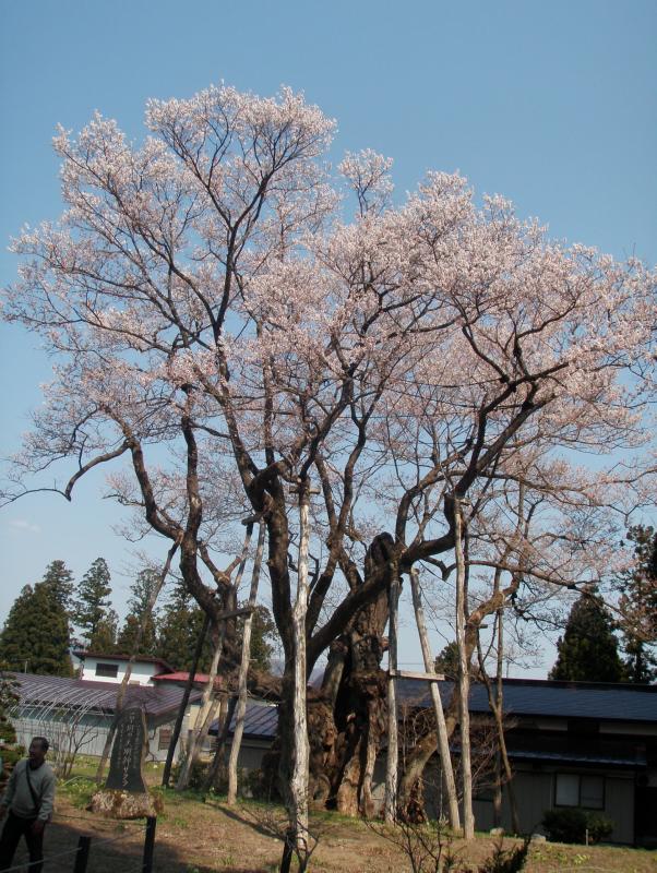 大明神桜